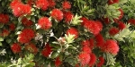 Pohutukawa tree (Metrosideros excelsa) red flowers. Akaroa Harbour, January 2013..