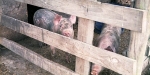 Pigs on dairy farm near Dunsandel. Minolta 7s Rangefinder Camera.