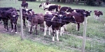 Calves on a dairy farm near Dunsandel. Minolta 7s Rangefinder Camera.