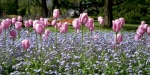 Flowers in the Christchurch Botanic Gardens.
