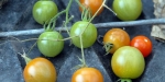 pentax-50-f1.7 Tomatoes in the green house.