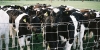Ricoh-500G-Calves
