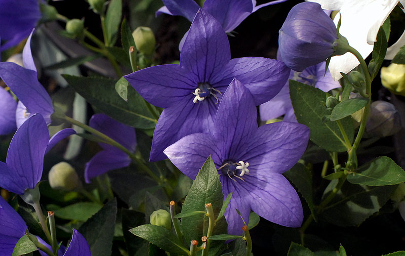 ricoh-xr-1s-purple-flowers
