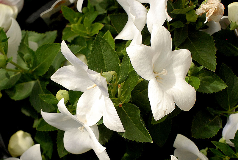 ricoh-xr-1s-white-flowers