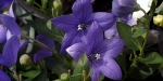 ricoh-xr-1s-purple-flowers