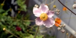 ricoh-xr-1s-white-flower