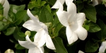 ricoh-xr-1s-white-flowers