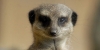 1-wellinton-zoo-meerkat