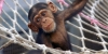 2-wellington-chimpanzee-baby