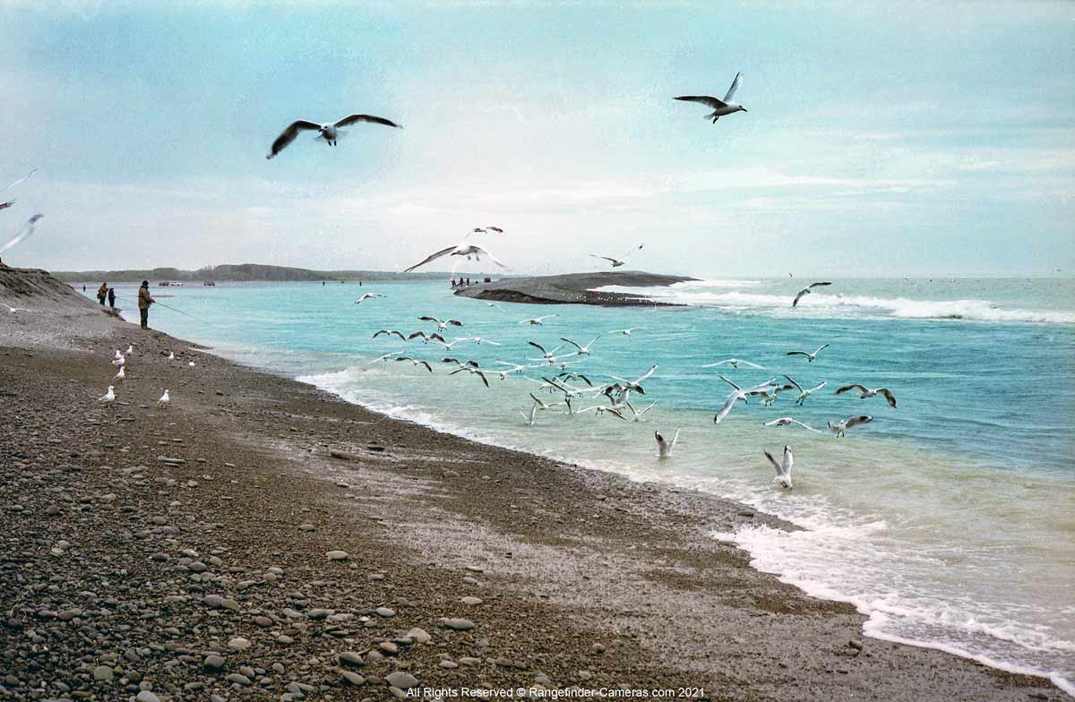 Gulls diving on whitebait and smelt (silveries) at the mouth of Canterbury's Rakaia River. 14 December 2009.