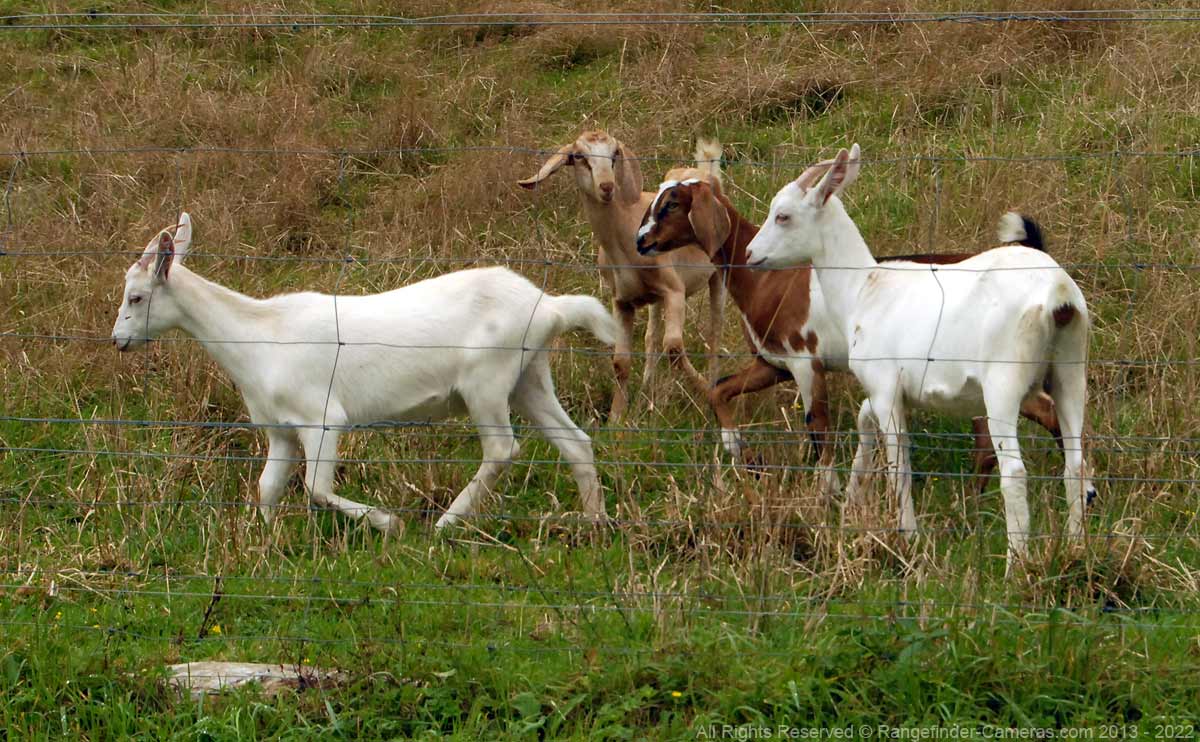 Today, small farms and lifestyle blocks line the sides of the Wakamarina Road. This block has some happy looking goats.